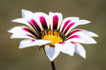 Gazania by Jeremy Sage