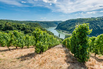 Weinreben im Loreleytal 54 by Erhard Hess