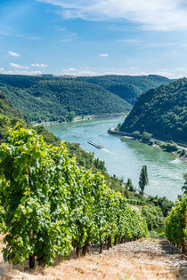 Weinreben im Loreleytal 70 by Erhard Hess