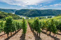 Weinreben im Loreleytal 75 von Erhard Hess