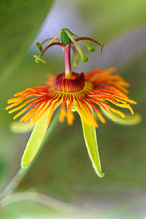 Passiflora mexicana by Bernhard Kaiser