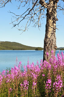 Sommer am Polarkreis by STEFARO .