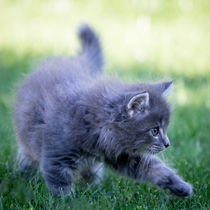 Maine Coone Kitten auf Erkundung von Susi Stark