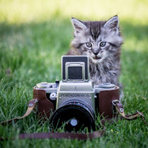 Maine Coone Kitten by Susi Stark