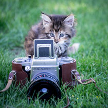 Maine Coone Kitten by Susi Stark