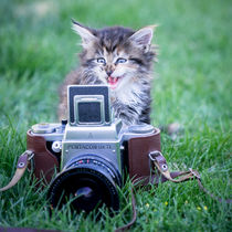 Maine Coone Kitten by Susi Stark