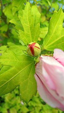 Aufgehende Blüte von mia-f