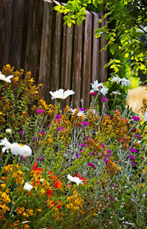  Am Gartenzaun -- At the garden fence by Volker Röös