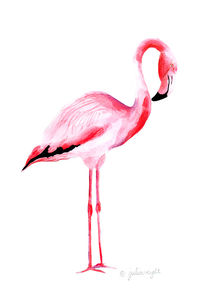 Flamingo 5 by Julia Reyelt