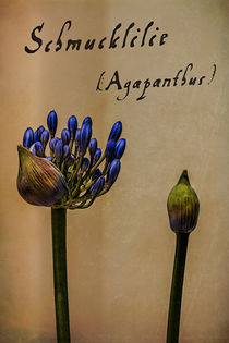   Schmucklilie (Agapanthus) von Volker Röös