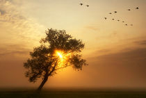 flying geese above a misty meadow by John Stuij