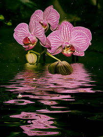 water orchid - Wasserorchidee von Chris Berger
