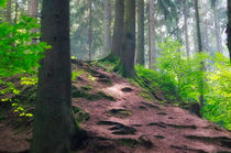 Forest hill von Wolfgang Gürth