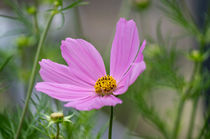 Cosmea by Wolfgang Gürth