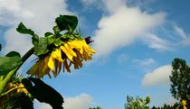 Butterfly on a Sunflower von Yuri Hope