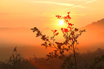 Pflanze im Sonnenaufgang by Bernhard Kaiser