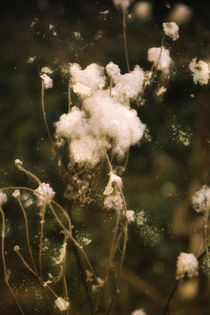 after flowering - nach der Blüte von Chris Berger