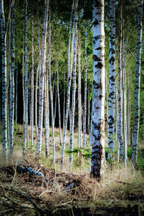 Birch wood by Thomas Matzl