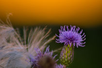 Dischdl - Distel -  Mariendistel (Silybum) von Manuel Paul