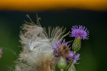 Dischdl - Distel -  Mariendisteln (Silybum) von Manuel Paul