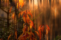  autumn fire - Herbstfeuer by Chris Berger
