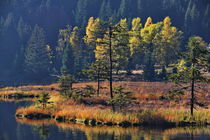 Arbersee - Schwimmende Inseln by Chris Berger