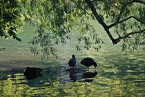 Spätsommer im Englischen Garten... 1 von loewenherz-artwork