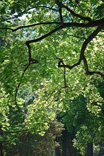 Spätsommer im Englischen Garten... 7 von loewenherz-artwork