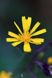 gelbe Blüte by jaybe