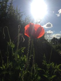 Mohn im Sommer 7 von Simone Marsig