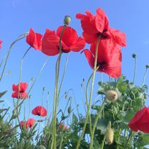 Mohn im Sommer 9 von Simone Marsig