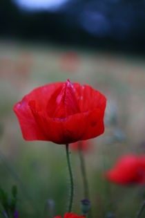 Mohn im Sommer 6 von Simone Marsig