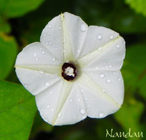White Beauty von Nandan Nagwekar