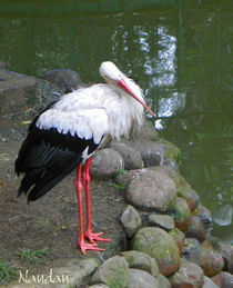 White Stork von Nandan Nagwekar