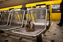 Bunny travelling underground in Berlin von Jessy Libik