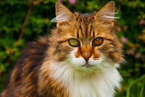 Beautiful cat with two different eyecolors von Jessy Libik