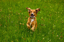 Golden colored dog happily jumping through the high grass von Jessy Libik