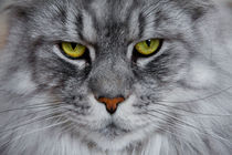 Bright green eyed silver colored Maine Coon von Jessy Libik