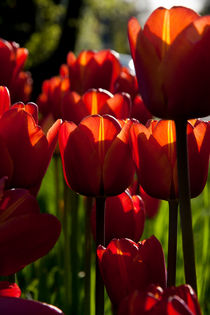 Batch of tulips von Jessy Libik