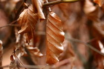 Herbstlaub von Simone Marsig