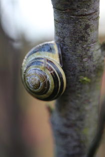 Schnecke schlafend am Ast von Simone Marsig