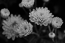 Chrysantheme schwarz und weiss von er
