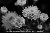 Chrysanthemen mit Spruch von er