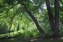 Spätsommer im Englischen Garten... 9 von loewenherz-artwork