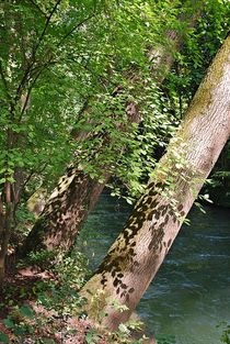 Spätsommer im Englischen Garten... 32 by loewenherz-artwork