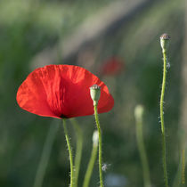 Mohnblume by Peter Esslinger