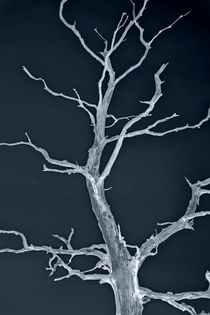 Der Baum by kiwar