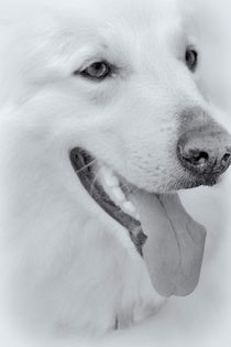 White Dog by kiwar
