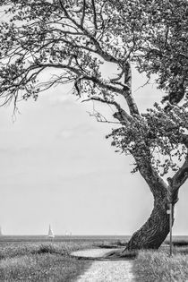 Deichbaum von kiwar