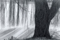 Baum im Winterkleid by kiwar